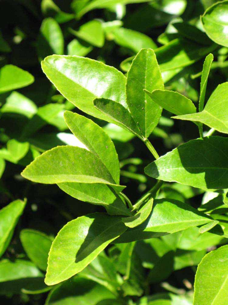              Sun leaves (Riverside, CA)       